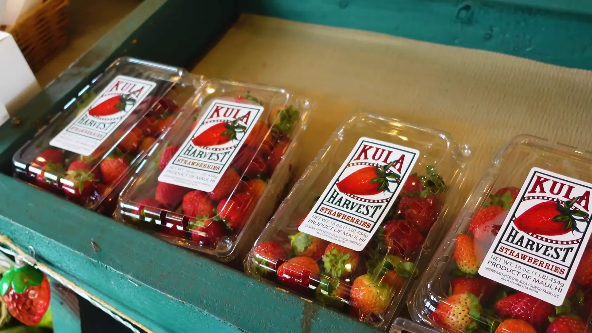 Strawberry picking at Kula Country Farms