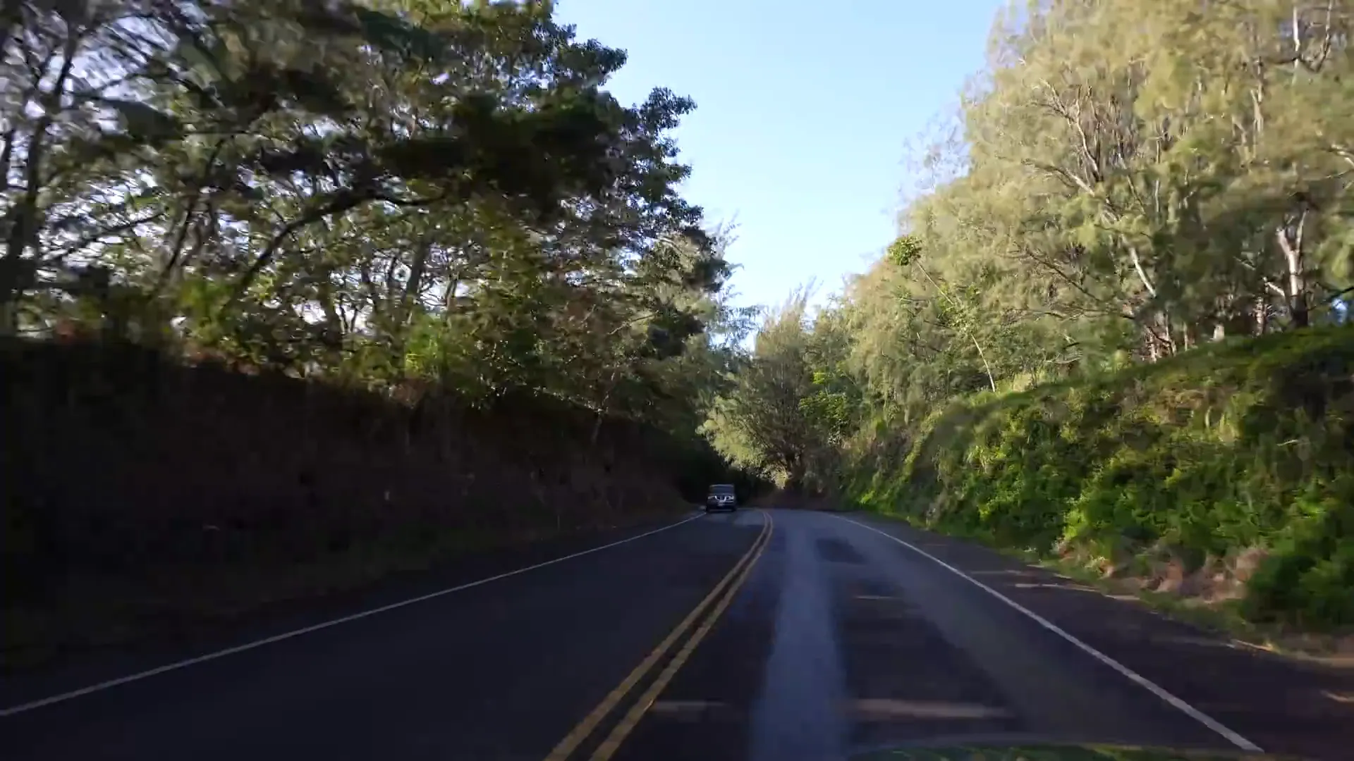 Rainforest on The Road To Hana