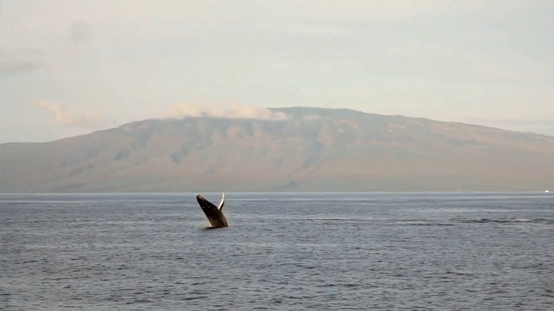 Whale watching boat
