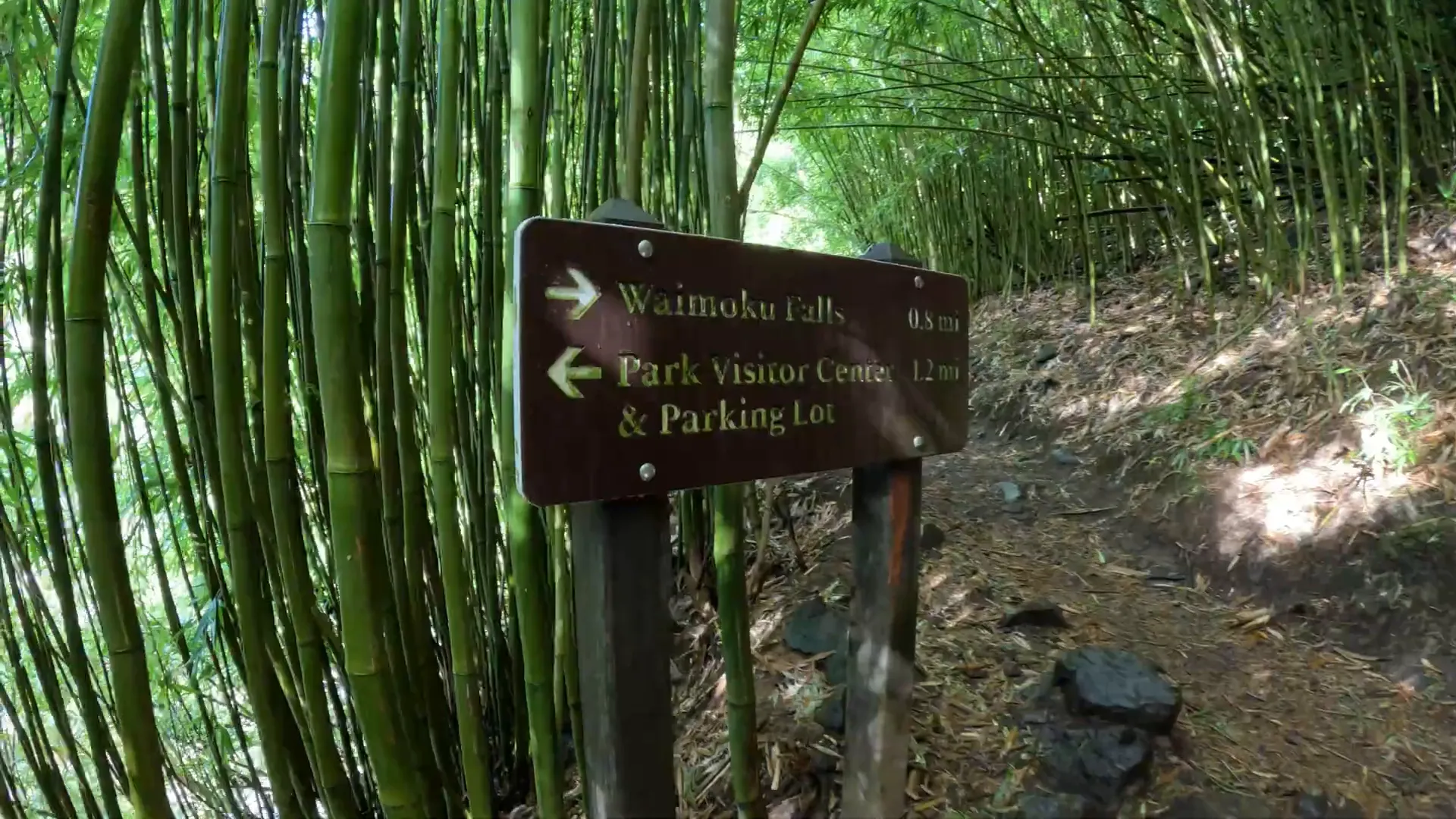 Hiking through the bamboo forest on the Pipiwai Trail